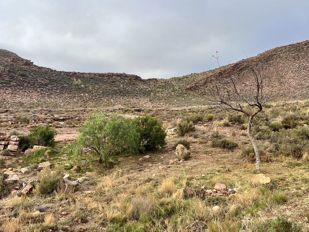 Kruger NP leeuw Zuid Afrika groepsrondreis 3